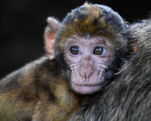Lee más sobre el artículo ¿Un macaco como mascota? No, gracias