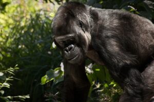 Lee más sobre el artículo Gorilas solteros y cambios sociales