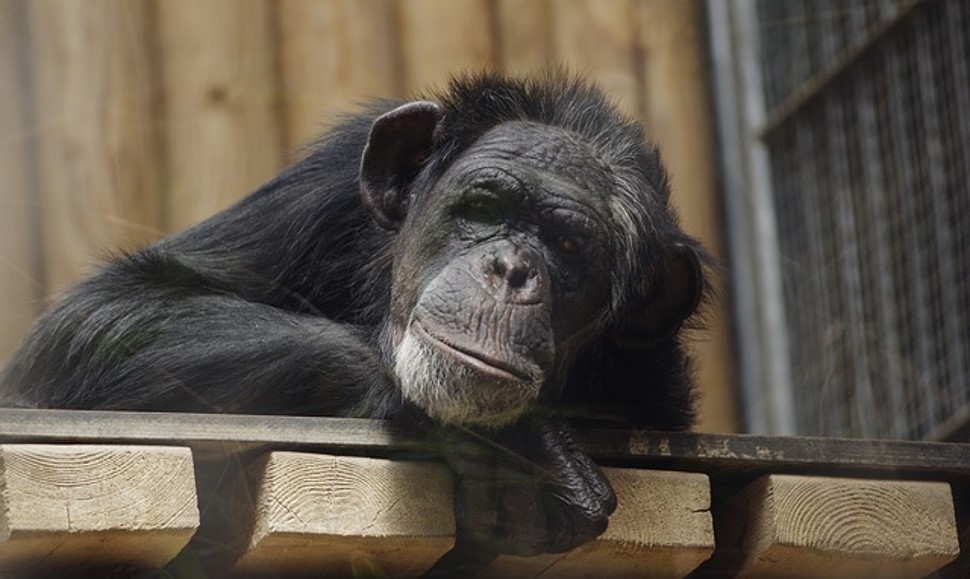 Lee más sobre el artículo Personalidad en primates y su bienestar