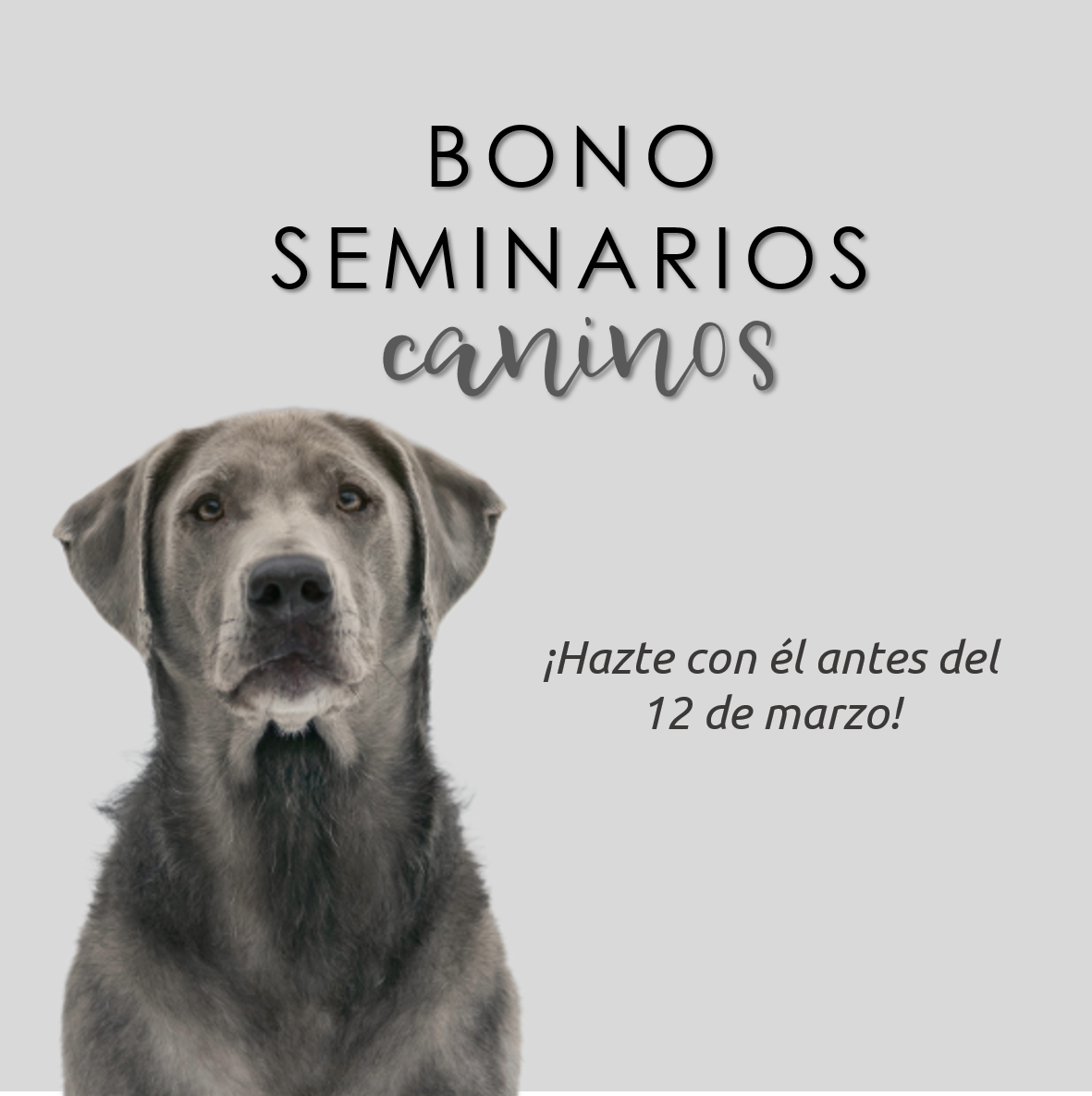 Lee más sobre el artículo Bono seminarios caninos